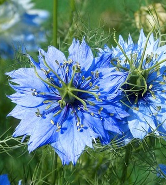Nigelle